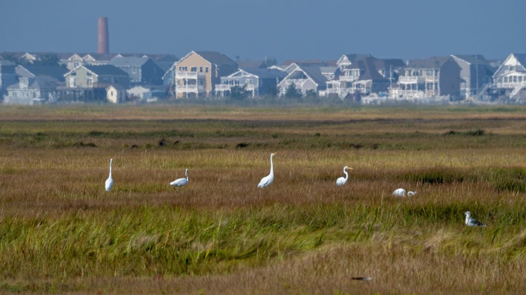 The new center will support Rutgers research on how climate change is affecting coastal wildlife, such as this sedge of egrets living on pristine marshland in the Great Bay Boulevard Wildlife Management Area in Little Egg Harbor, N.J., and coastal communities, such as neighborhoods on Mystic Island (in background).
Matthew Drews/Rutgers Climate and Energy Institute