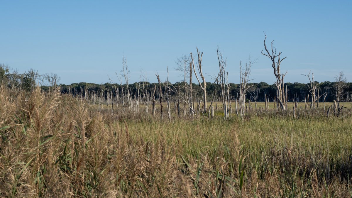 Effects of sea-level rise on the environment will be an important topic investigated by researchers at the new Rutgers Climate and Energy Institute. “Ghost trees,” a signal of climate change, near the Rutgers Cape Shore Laboratory in Middle Township, N.J., are among many groves along the Northeast U.S. coast being killed by saltwater encroachment. Matthew Drews/Rutgers Climate and Energy Institute
