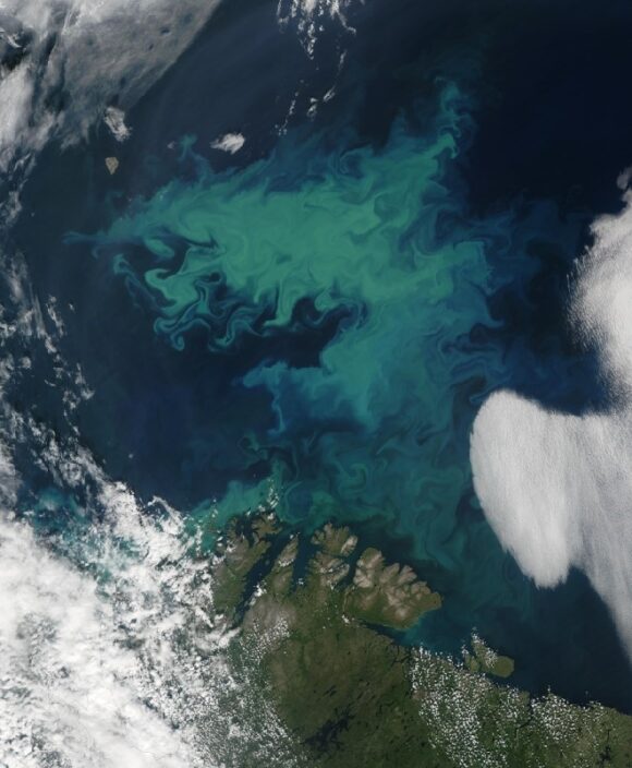 Satellite image of coccolithophore bloom, as seen in the turquoise portions of the ocean. Credit: NASA.