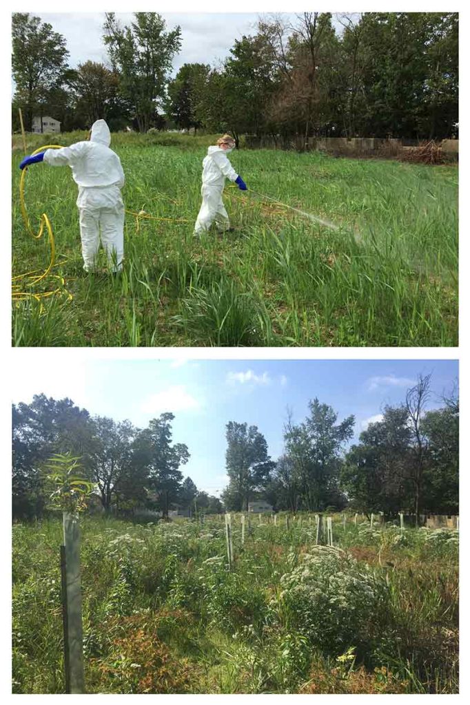 Before and after: A former residential property in Woodbridge, N.J., is redesigned according to the principles of a new primer. (Top) Rutgers personnel apply herbicide to an invasive species, Phragmites. (Bottom) One year later, native trees grow in special shelters and wildflowers bloom, freed from the onslaught of invasive species.
Kathleen Kerwin/Rutgers University
