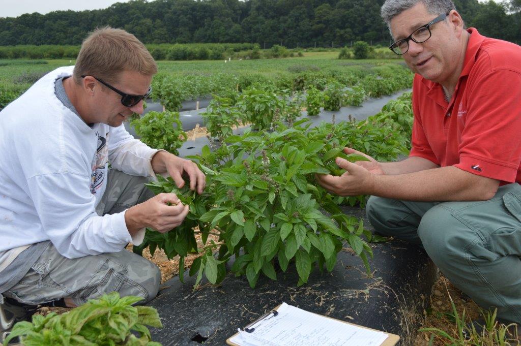 Andy Wyenandt (l) and Jim Simon examine downy mildew resistant basils in Rutgers NJAES field trials.