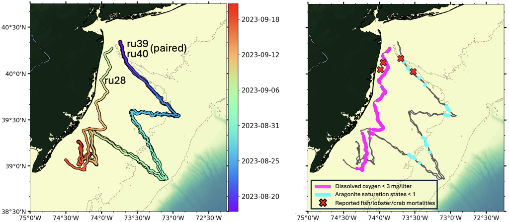 Left: Mission tracks of three gliders (ru28, ru39, ru40) deployed off the coast of New Jersey in August and September. Gliders ru39 and ru40 were deployed as a pair along the same mission track. All gliders had sensors measuring temperature and salinity. Gliders ru28 and ru40 each had an additional sensor measuring dissolved oxygen (no pH or aragonite saturation state), and glider ru39 had an additional sensor measuring pH (no dissolved oxygen).
Right: Locations of hypoxic levels of dissolved oxygen (magenta; < 3 mg/liter) and low aragonite saturation state (cyan; < 1) measured along the glider mission tracks and locations of reported fish, lobster, and/or crab mortalities (red X).