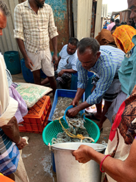 Farmed shrimp in Pamban fishmarket