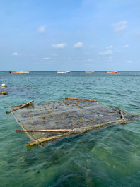  Seaweed culture and marine cage culture (featuring Ajith) in Olaikkuda Village, Rameshwaram