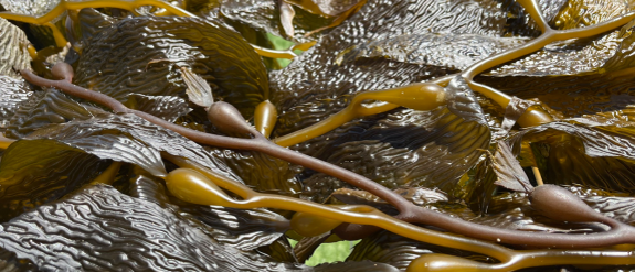 Kelp