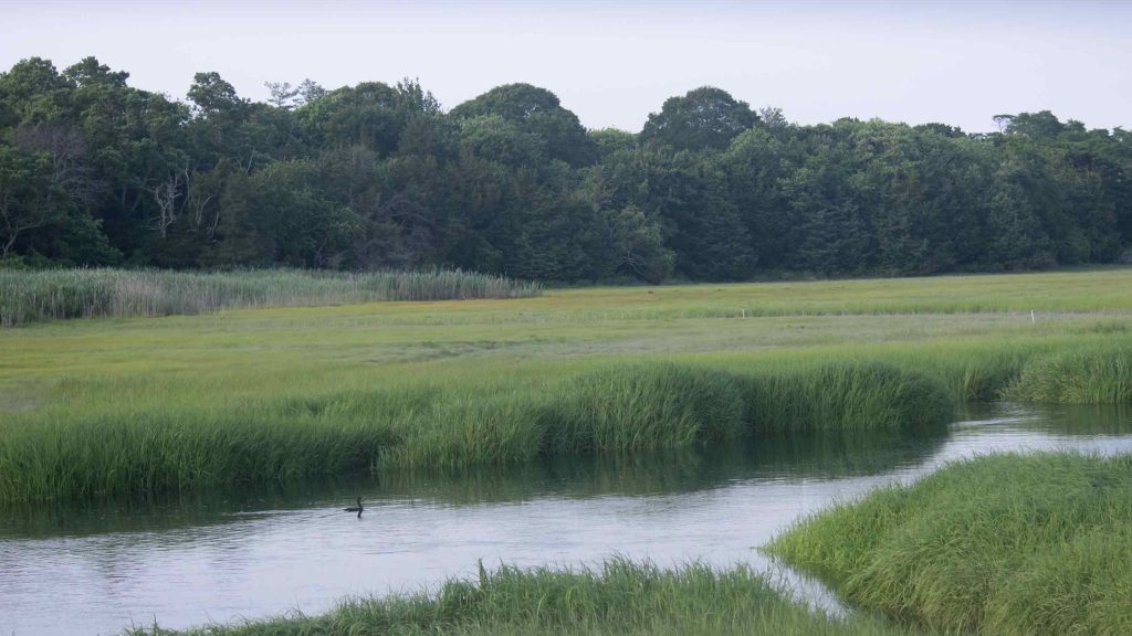 Saltwater Marsh