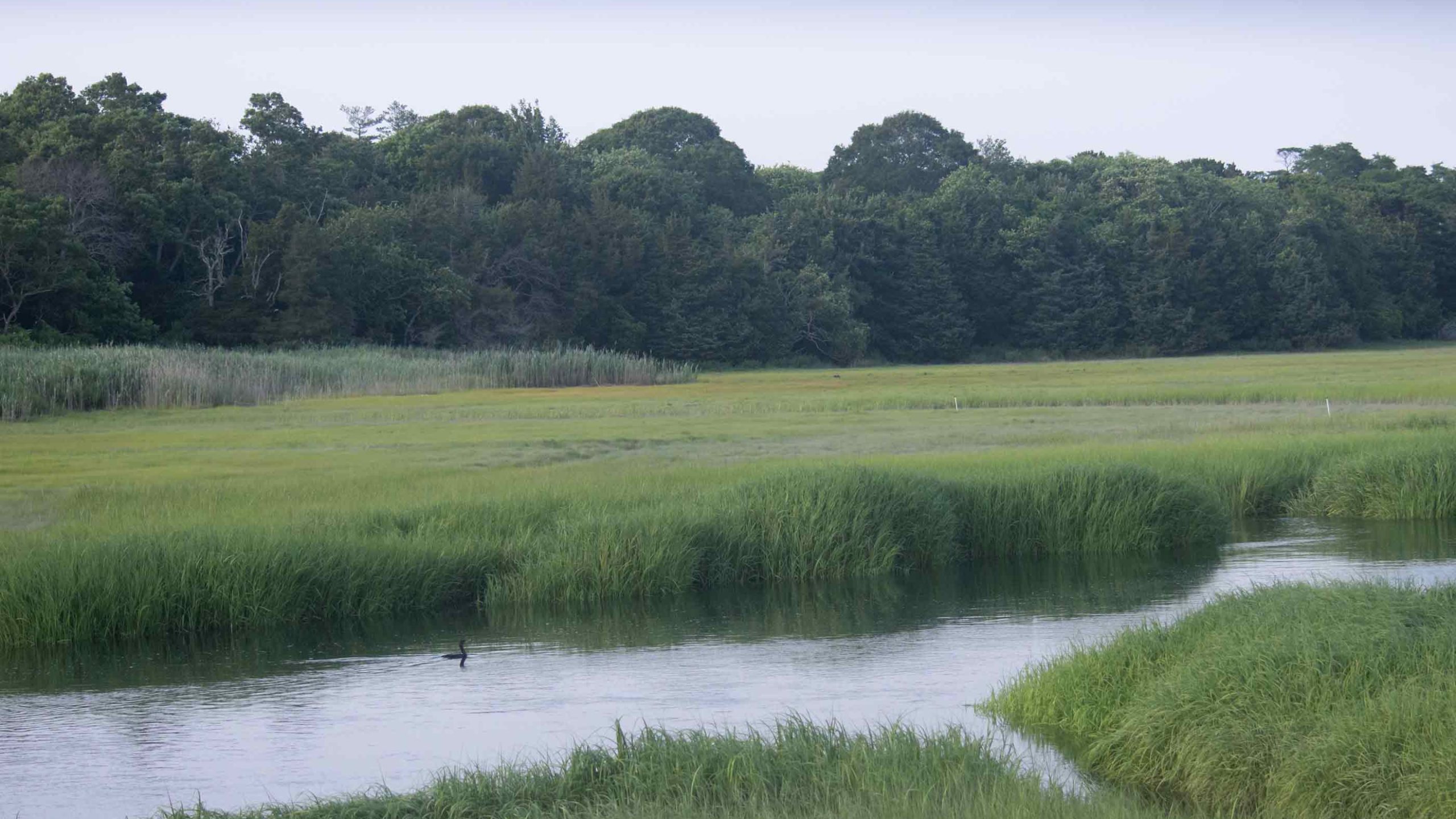 Featured image for “New Jersey Salt Marsh Sediments Offer Evidence of Hurricanes Back to the 1500s”