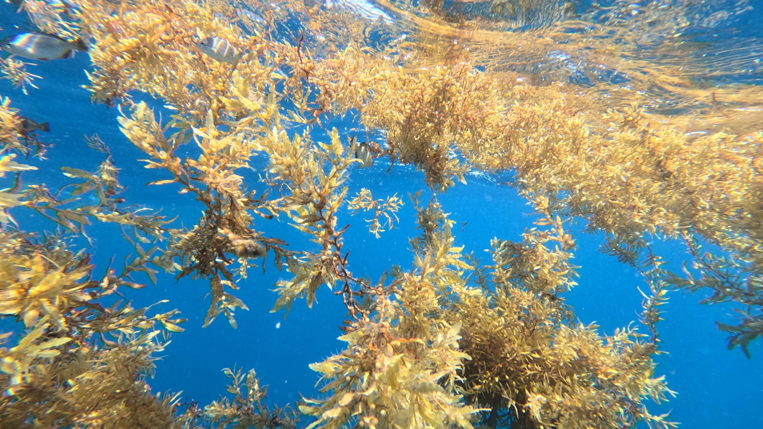 Featured image for “Transforming Troublesome Seaweed Into a Feedstock of the Future”