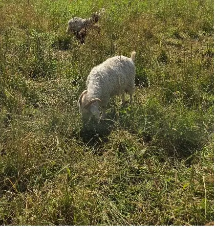 Angora goats grazing on a farm in the NY Finger Lakes region.