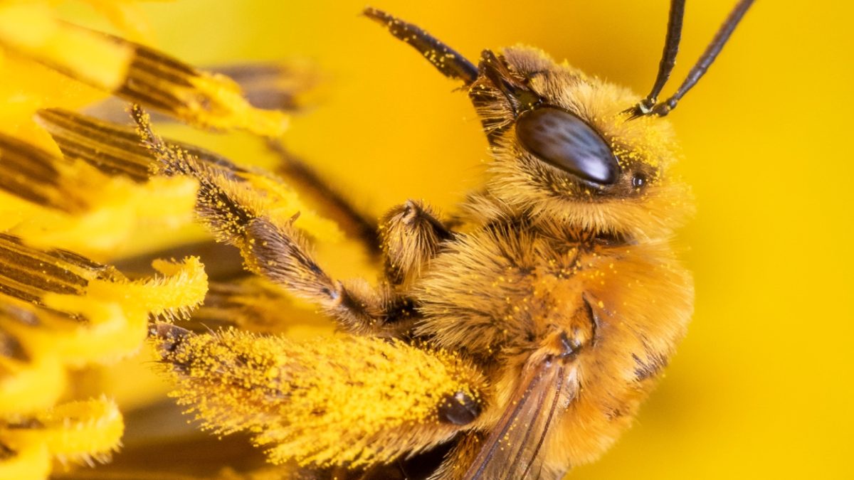 Close-up of a bee.