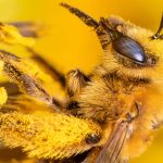 Close-up of a bee.