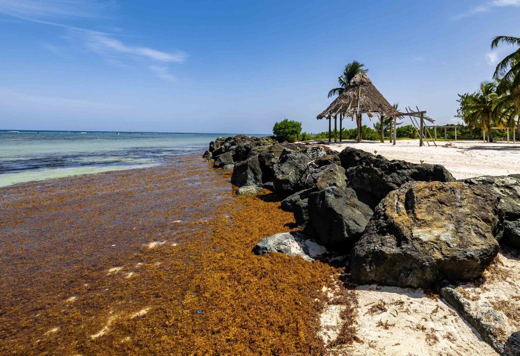 The Earth’s rapidly warming climate combined with agricultural fertilizer runoff are causing serious environmental impacts by catalyzing the growth of Sargassum seaweed, which clumps on Atlantic Ocean beaches, such as this one in the Dominican Republic. A new study will address these issues by tapping the potential of Sargassum for food and energy.