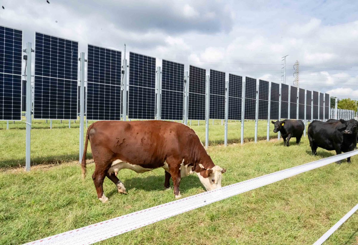 Scientists are investigating how farmers can host a new type of vertical solar panel in their fields while cows can continue to graze.