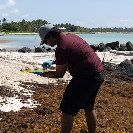 Graduate student Shrinivas Nandi in the Bhattacharya Lab collects Sargassum seaweed from a beach in Punta Cana, Dominican Republic, for genomic analysis.