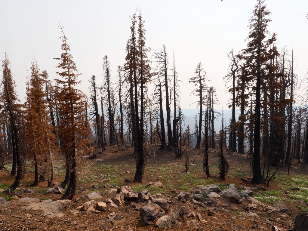 Image shows forest of trees with dried leaves.