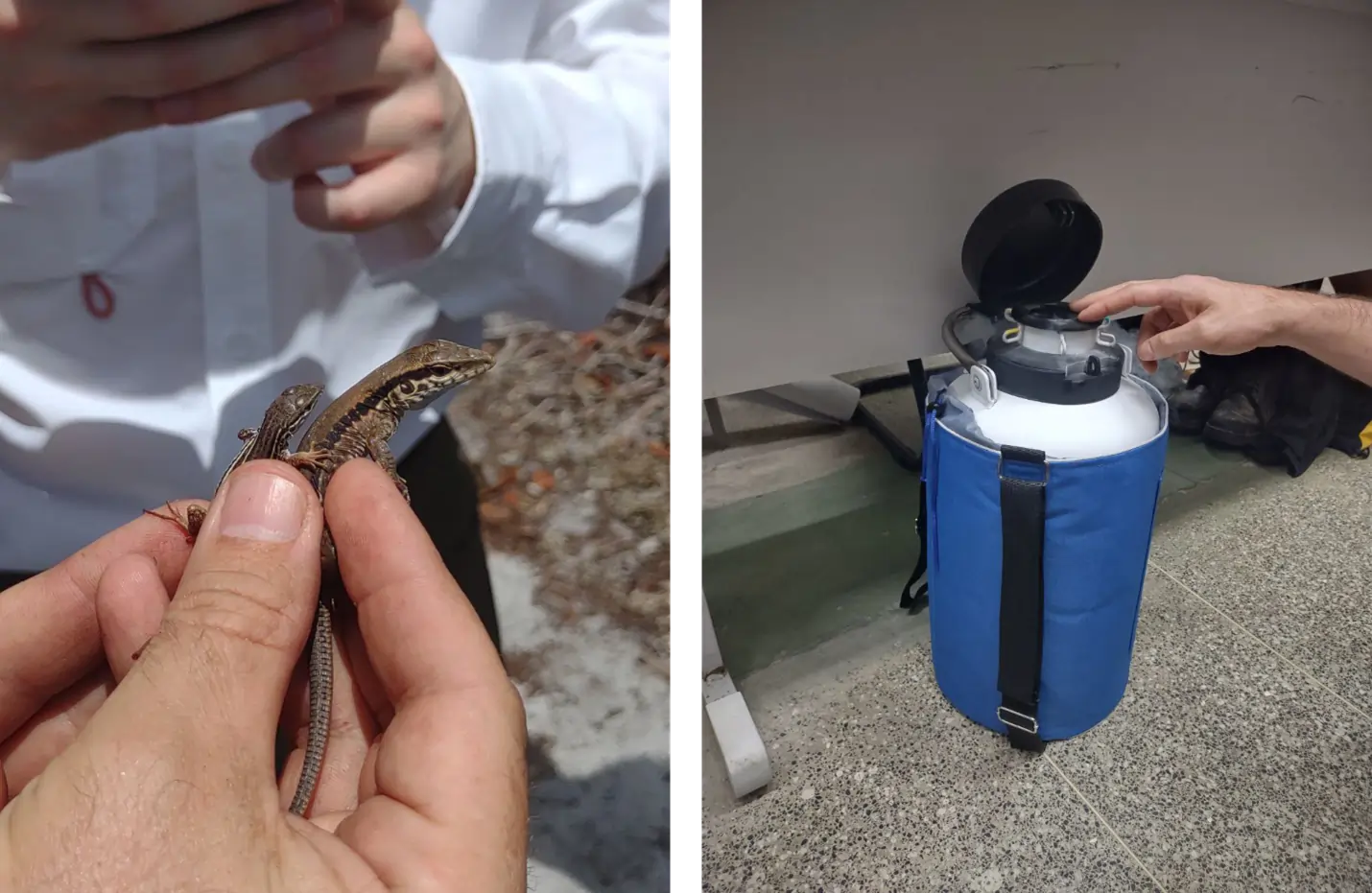 Whiptail lizards observed during field activity in Brazil (left) and sample stored in liquid nitrogen (right).