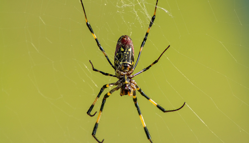 The non-native Joro spider, though frightening to behold, is not considered dangerous to humans.