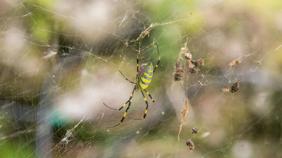 Scientists are tracking the Joro spider, a palm-sized arachnid native to Japan, as it moves up the U.S. East Coast. It is expected to be sighted in New Jersey soon.