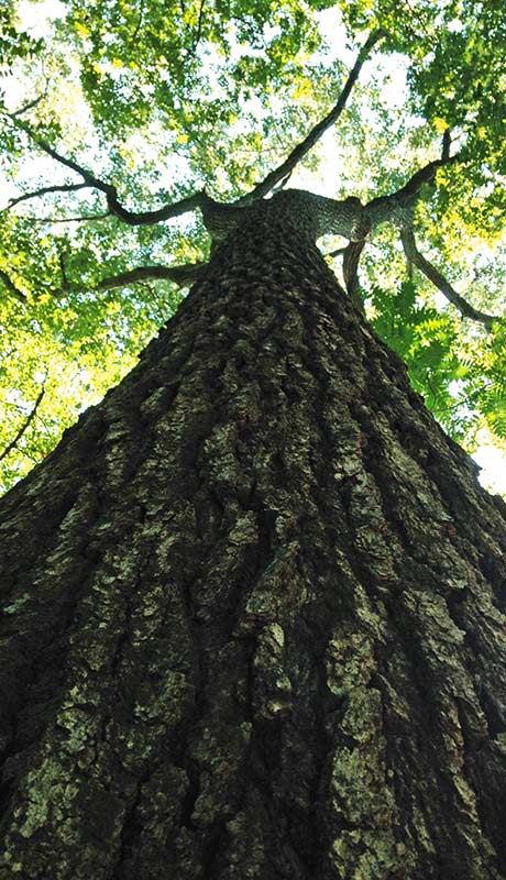 This 300-year-old red oak stands tall over Mettler’s Woods. Oaks are a keystone species in northeastern forests, supporting hundreds of species of insects, birds, and mammals.