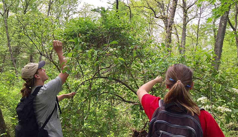 The Hutcheson Memorial Forest Center and Mettler’s Woods have fostered research and education since the 1940s through the present day. Rutgers students (from left) Casey McArdle and Emily Conway examine the effects of non-native Japanese Honeysuckle on a native Blackhaw shrub.