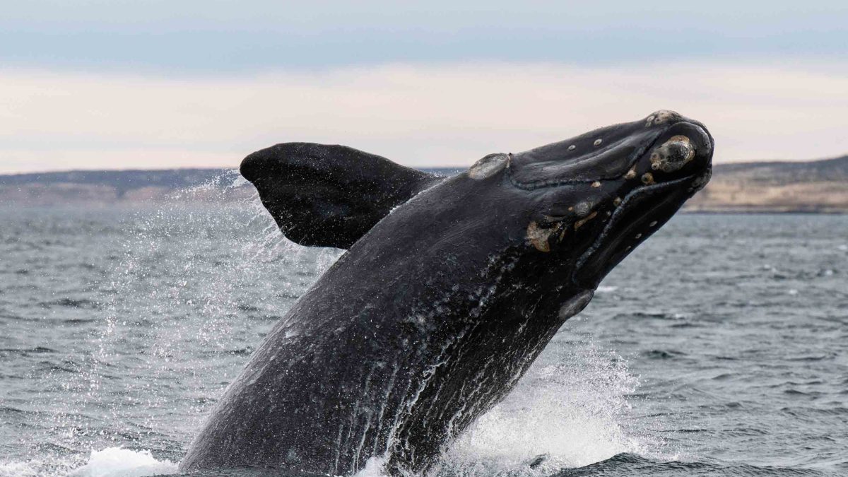 Image of Whale leaping in the ocean.