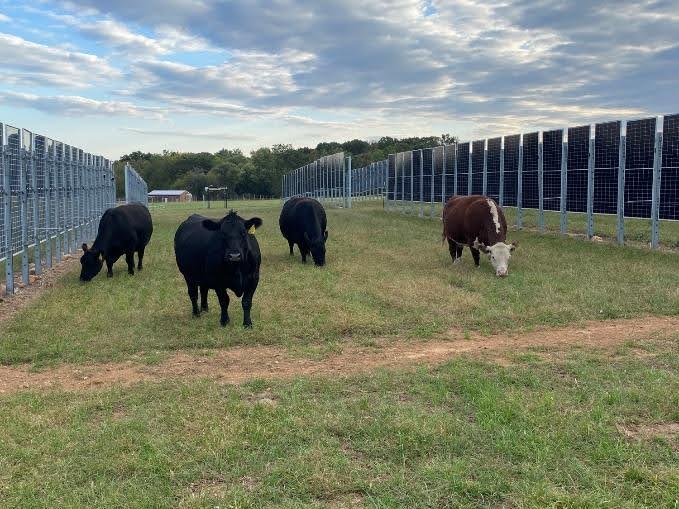 Beef cattle grazing between the rows of the Cook Campus array. Photo courtesy of the Rutgers Agrivoltaics Program © 2024.