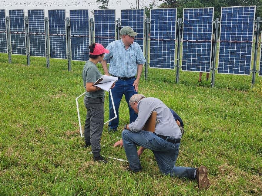 Researchers conducting a grass evaluation to study how the design and layout of the solar array on Cook Campus affect its growth. Photo courtesy of the Rutgers Agrivoltaics Program © 2024