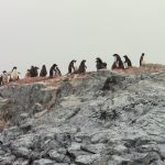 Penguins gather along the icy shores of the West Antarctic Peninsula.
