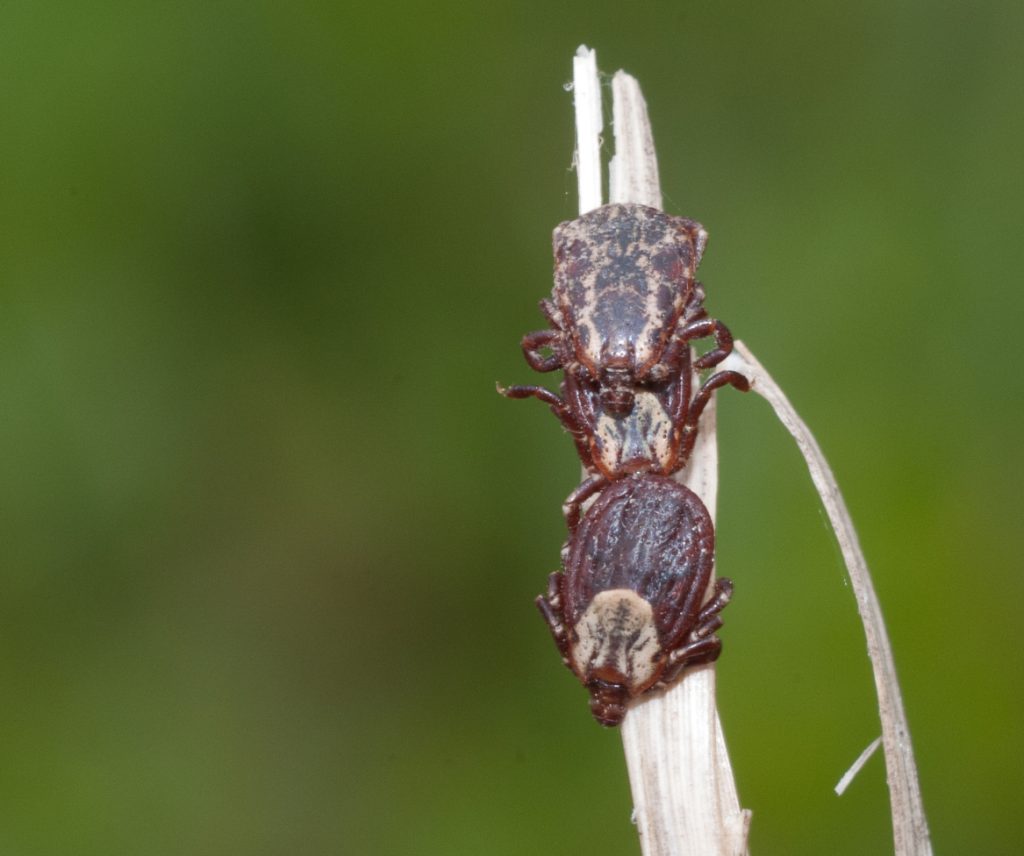 Three American dog ticks (Dermacentor variabilis): two females and one male. Photo: Jim Occi/Rutgers University–New Brunswick.