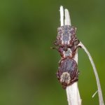 Three American dog ticks (Dermacentor variabilis): two females and one male. Photo: Jim Occi/Rutgers University–New Brunswick.