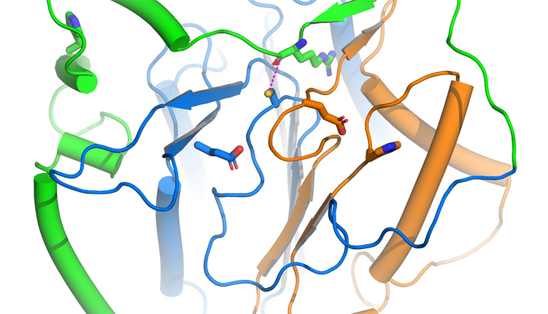 Structure of plant Metacaspase 9 from Arabidopsis, generated using computer modeling from the collaboration of Eric Lam and Qun Liu.