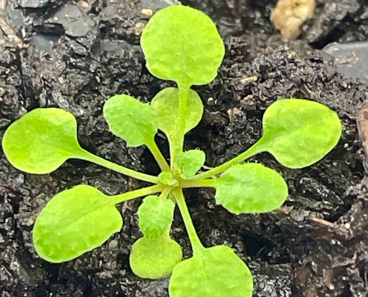 The Arabidopsis thaliana plant in soil, which provided the enzyme for a discovery by Rutgers and Brookhaven scientists.