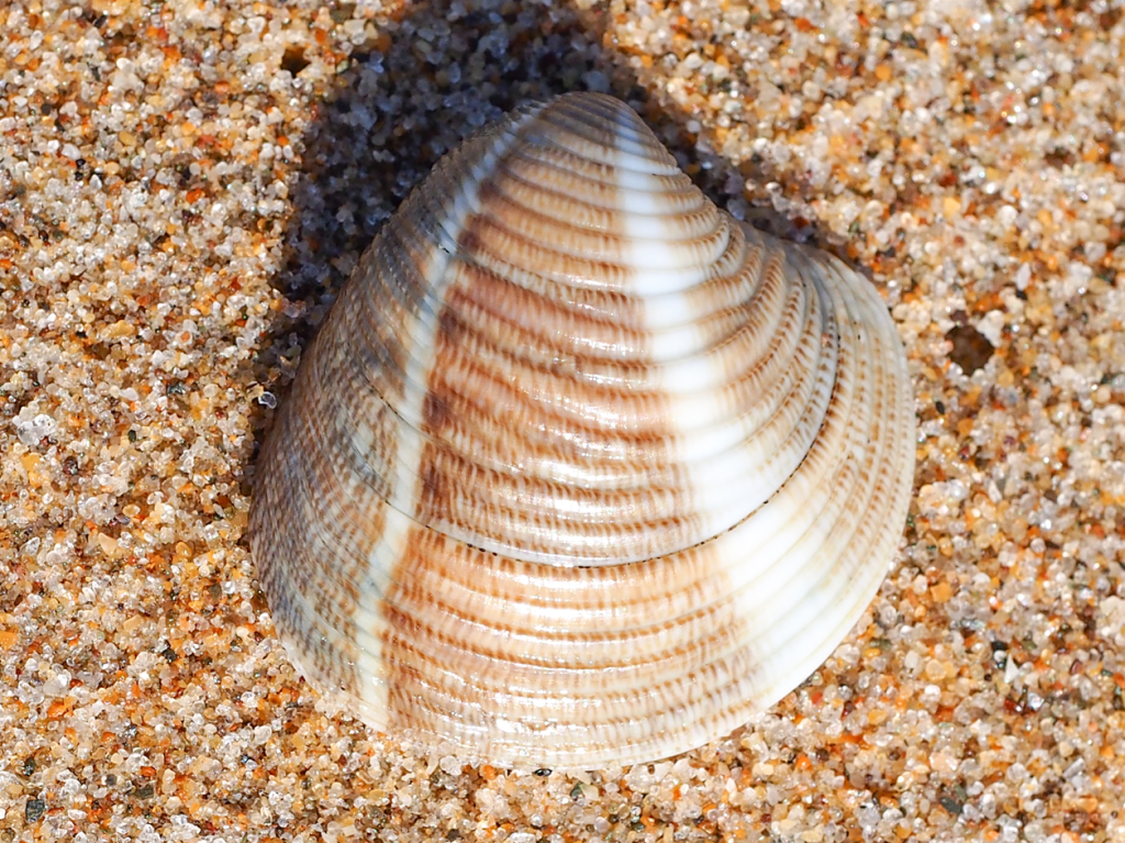 A singular Striped Venus Clam (Chamelea gallina) lying on the sand