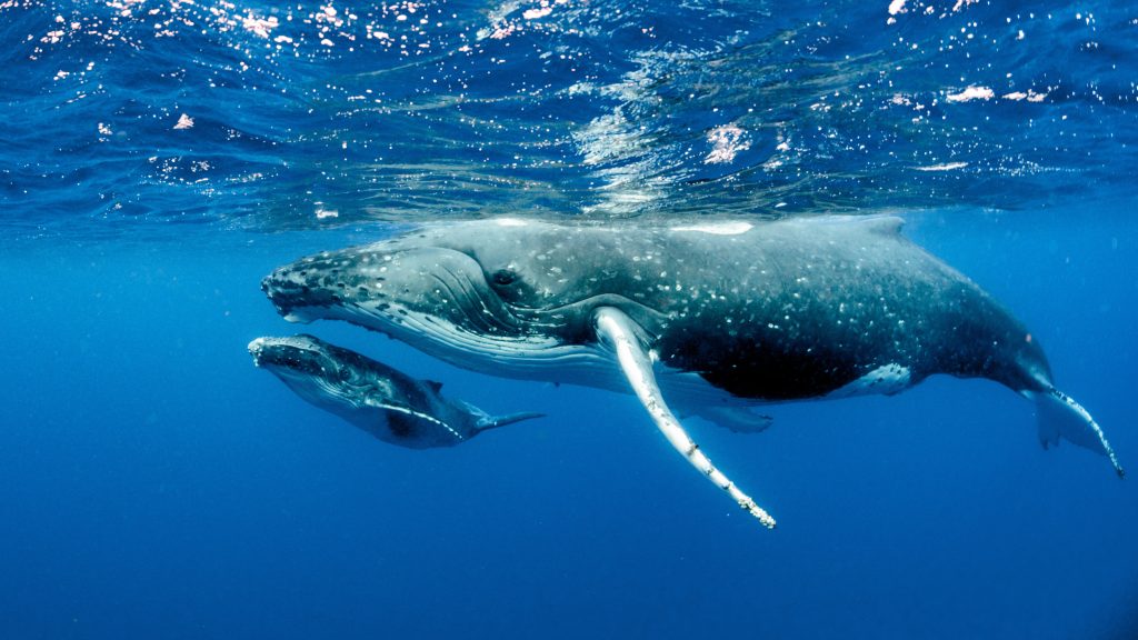 Humpback whales swimming under the water