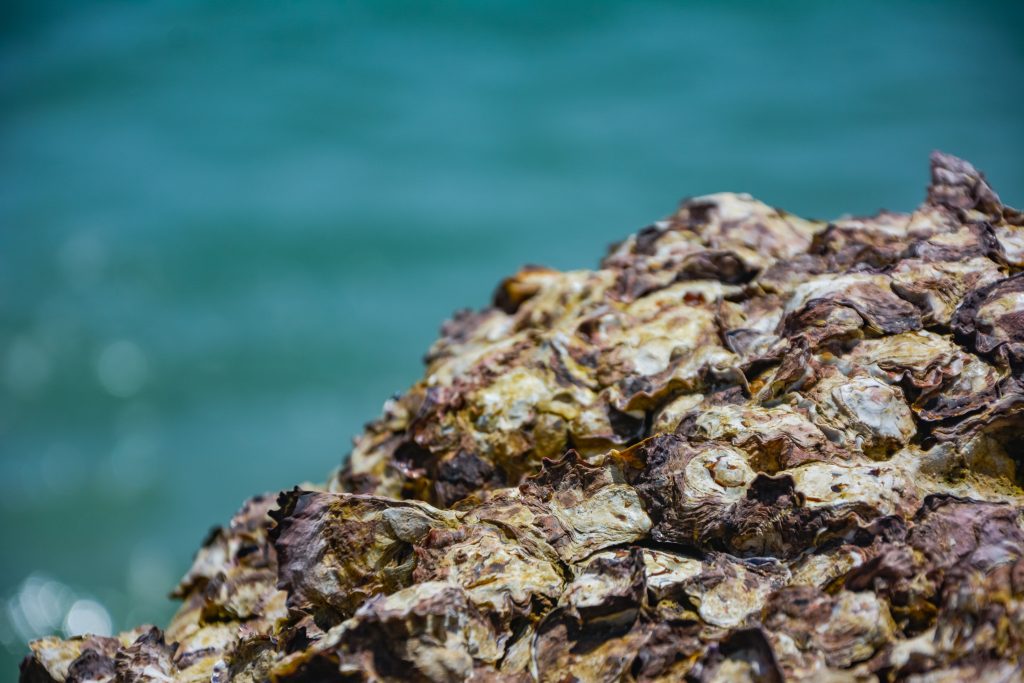 A cluster of oyster shells forming a reef on the shoreline, ocean in the background
