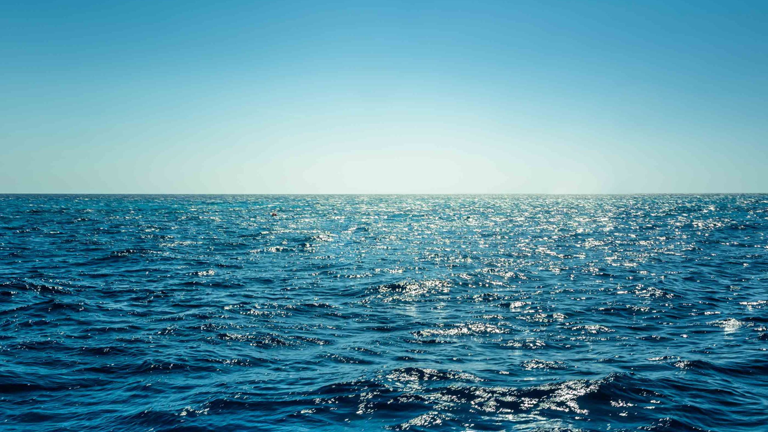 Featured image for “Researchers Track How Iron Deficiency Disrupts Photosynthesis in Crucial Ocean Algae”