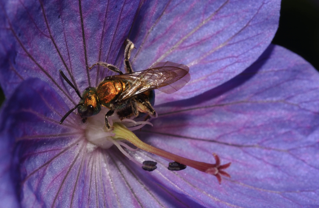 Golden brown bee drinking nectar from a purple flower