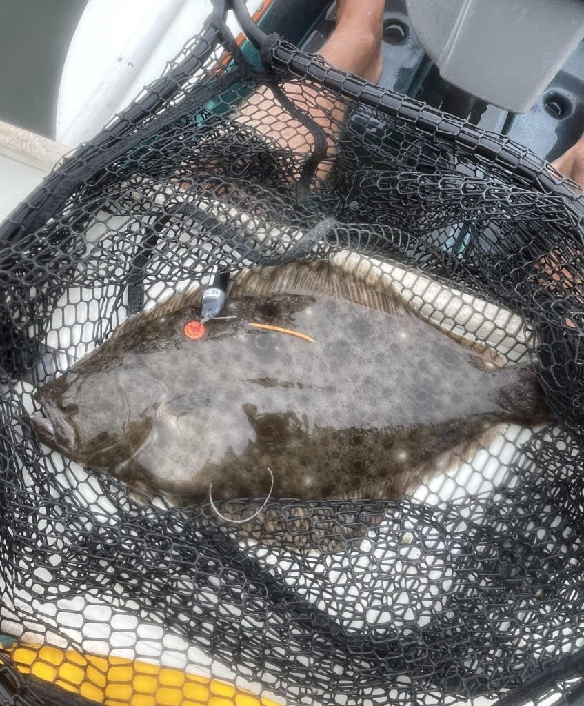 A summer flounder lying in a net, a transmitter tagged to its body