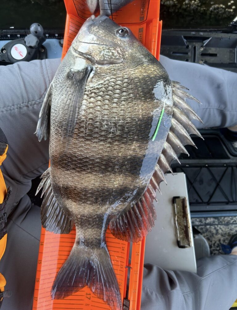 A sheepshead lying on a ruler, being measured in length