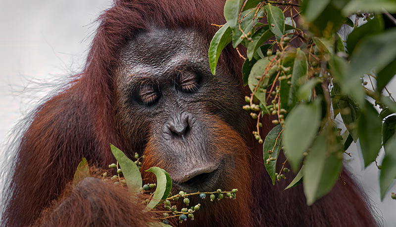 An orangutan inspecting fruit on a bush
