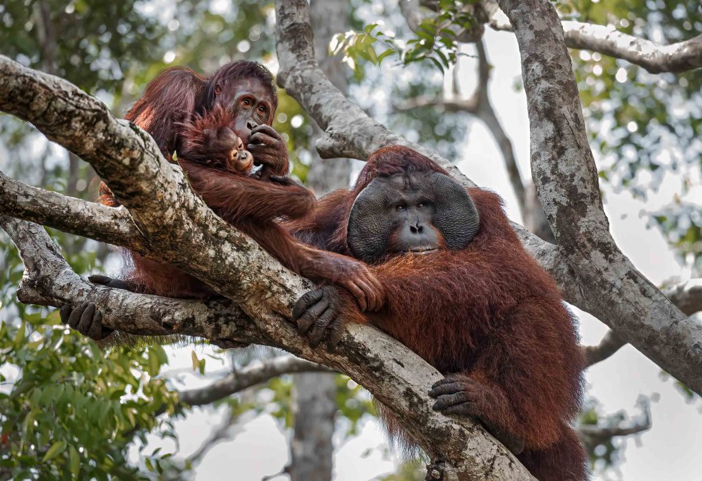 Two adult orangutans and a baby resting on a tree