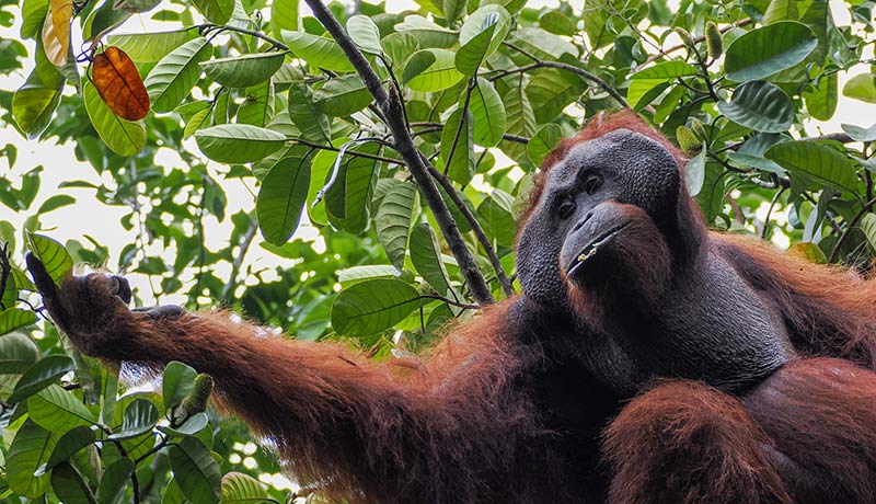 An orangutan resting on a tree, holding a leaf