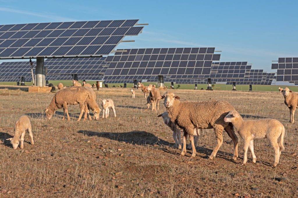 Sheep grazing on a field next to solar panels