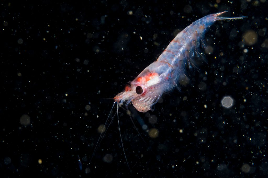 Close up on a singular krill drifting underwater in the St. Lawrence estuary in Canada