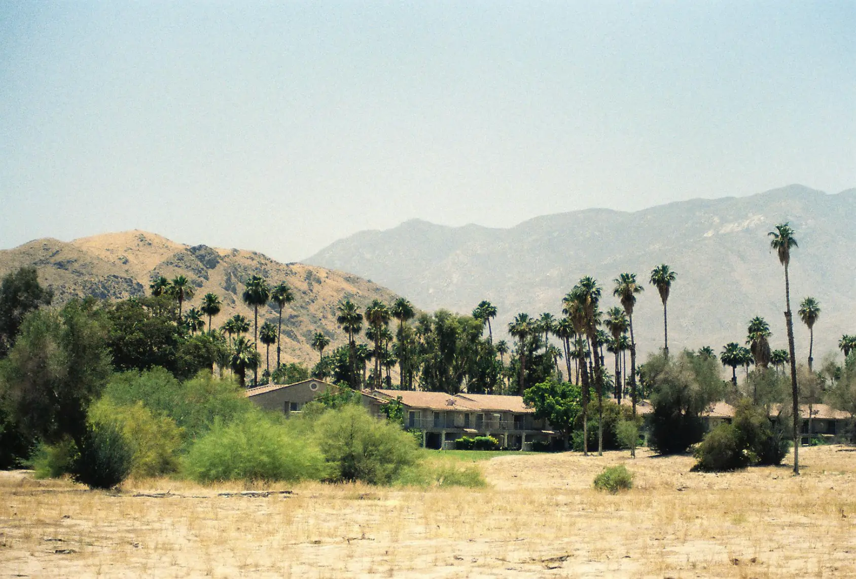 Image of palm trees over a house in Palm Springs.