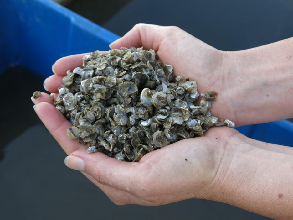A bunch of tiny shell-like oyster seeds held between two hands