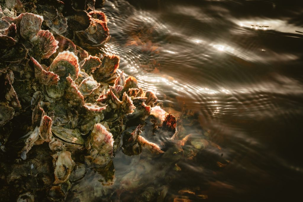 Bed of oysters peaking out from dark water