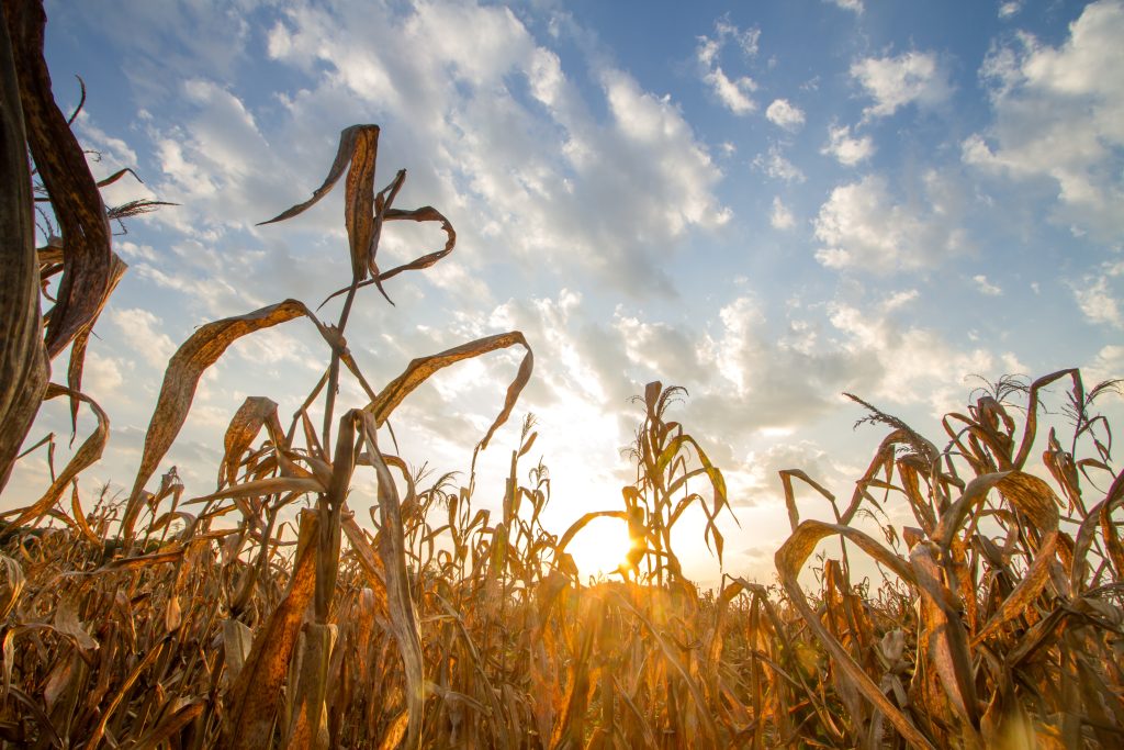 Field of yellow and drying crops under oppressive heat 