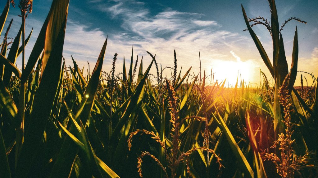 Field of green leafy crops with the sun setting in the distance
