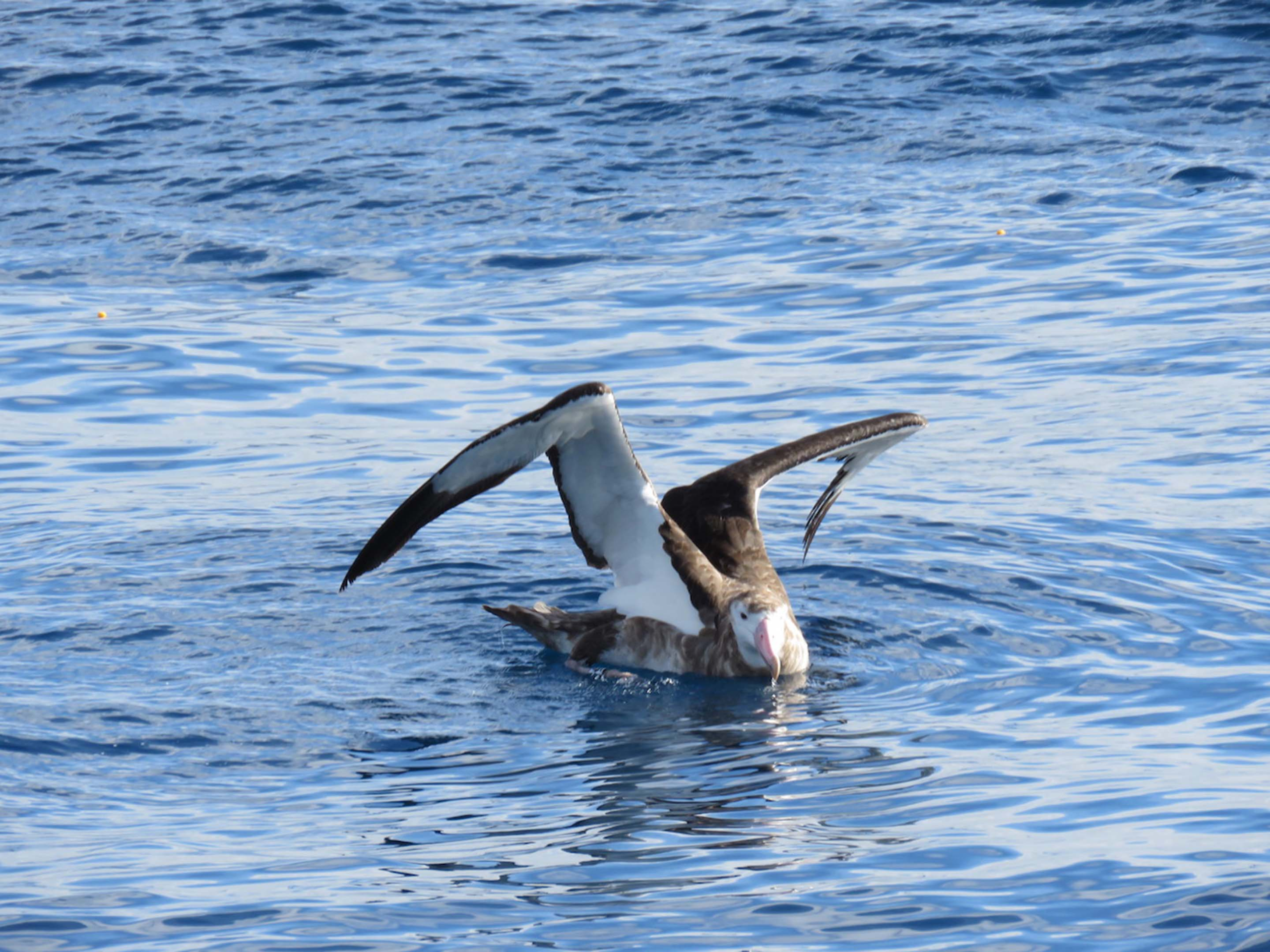 Featured image for “Marine Geoscientists Link Warming With Ancient Ocean ‘Salty Blob’”